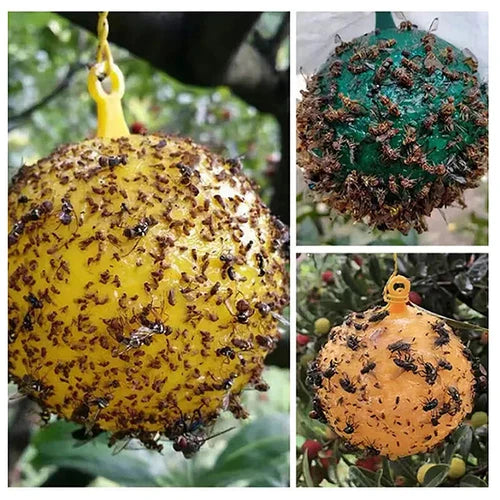 Sticky Fruit Fly Traps – Bug Ball